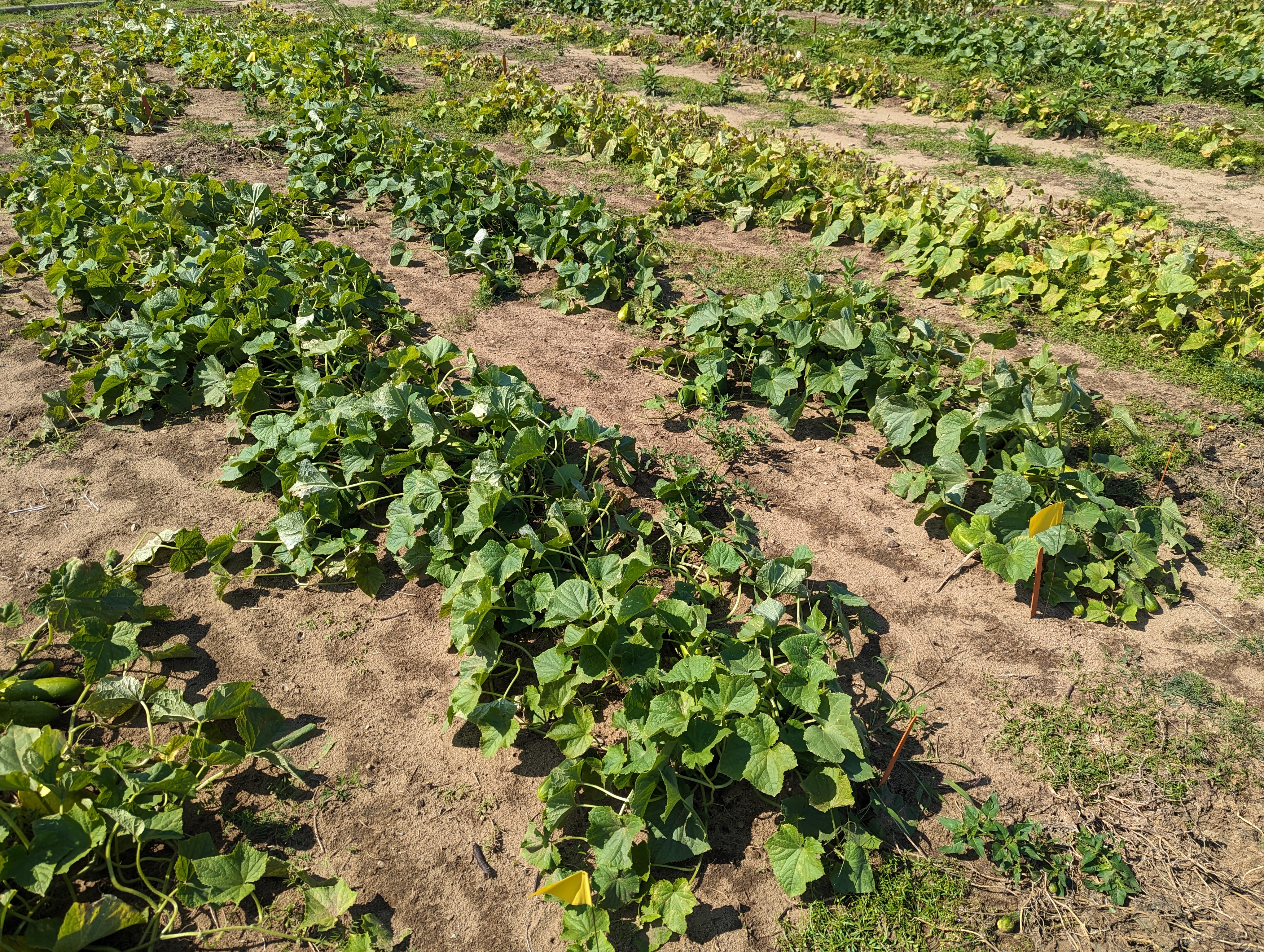 A declining pickle trial plot.